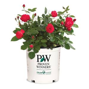 2 Gal. Oso Easy Double Red Rose Plant with Deep Red Flowers