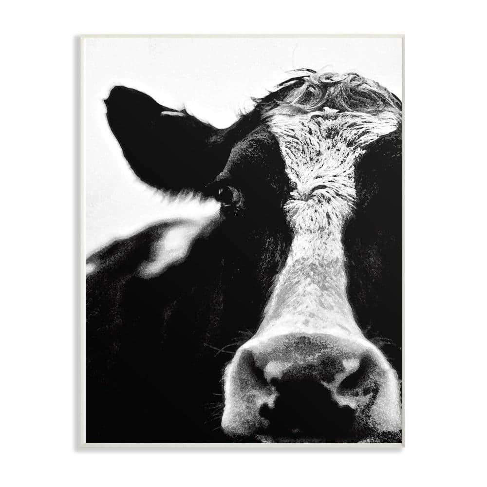 12.5 in. x 18.5 in. Cow Black And White Close Up by Lettered and Lined