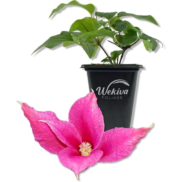 Clematis Princess Diana-Live Starter Plant in a 2 Inch Growers Pot-Starter Plants Ready for The Garden