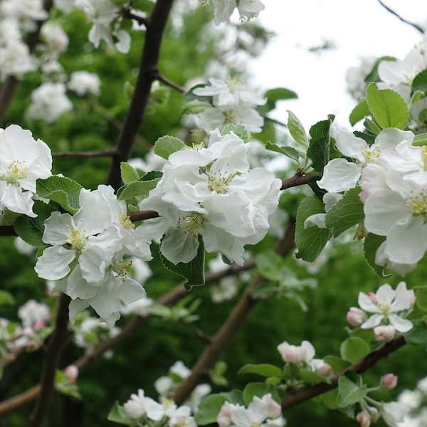 gala apple tree flowers