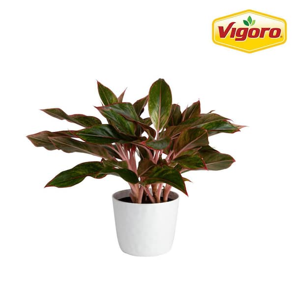 Vigoro Grower's Choice Aglaonema Chinese Evergreen Indoor Plant in 6 in. White Decor Pot, Avg. Shipping Height 1-2 ft.