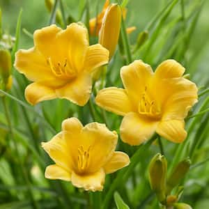 1-Year, Yellow, Stella D'oro Daylily Flower Bulbs (Bag of 10)