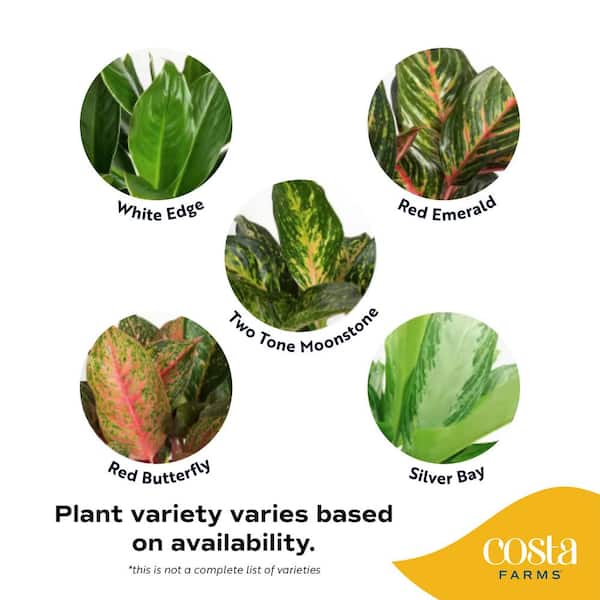 Costa Farms Grower's Choice Aglaonema Indoor Plant in 9.25 in. Decor Basket  Pot, Avg. Shipping Height 2-3 ft. Tall CO.AA10.3.CYL - The Home Depot