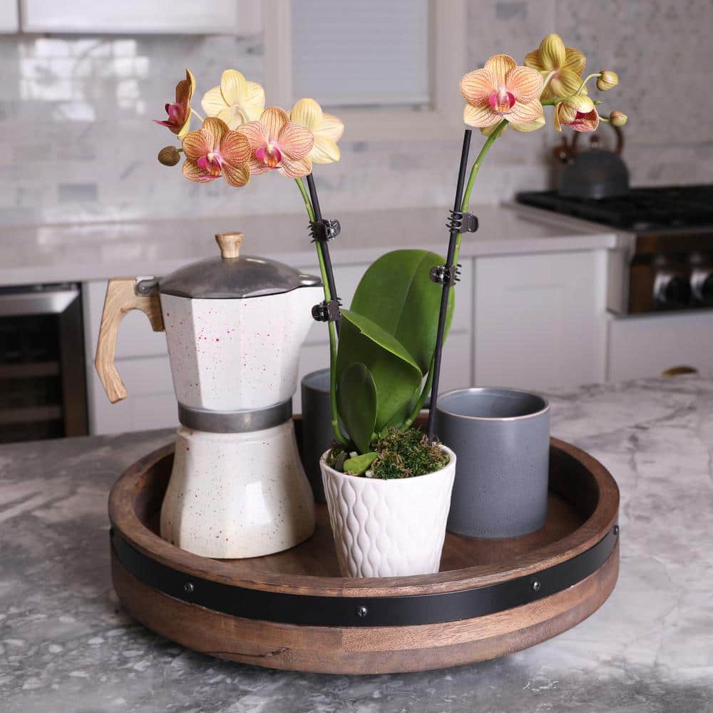 Salmon Petite Orchid in White Ceramic Pot