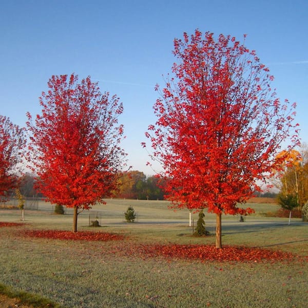 #5 Autumn Blaze Maple Tree (2-Pack)