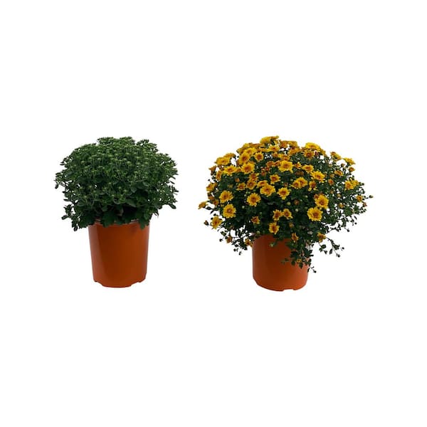 Pure Beauty Farms 2.5 Qt. Mum Chrysanthemum Plant Orange Flowers in 6.33 In. Grower's Pot (2-Plants)