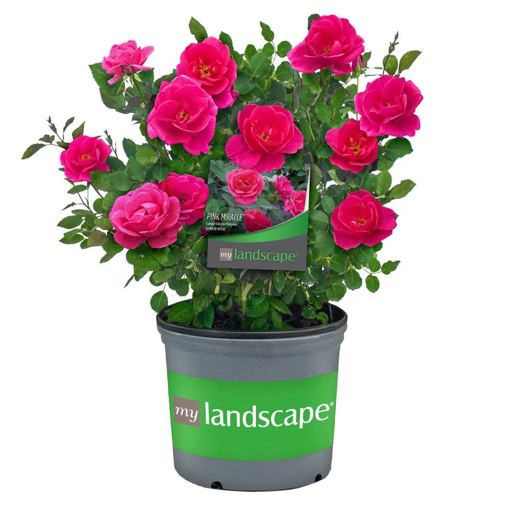 MY LANDSCAPE 2 Gal. Pink Miracle Rose with Pink Flowers 17557 - The ...