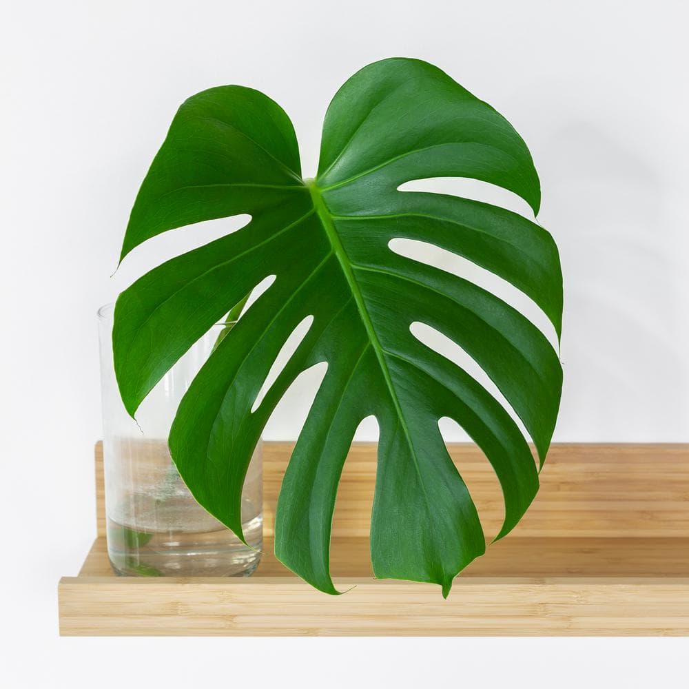 Monstera Swiss Cheese Indoor/Outdoor Plant in 10" Pot