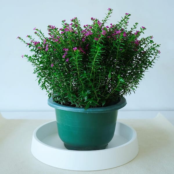 wooden indoor plant stand Halstein