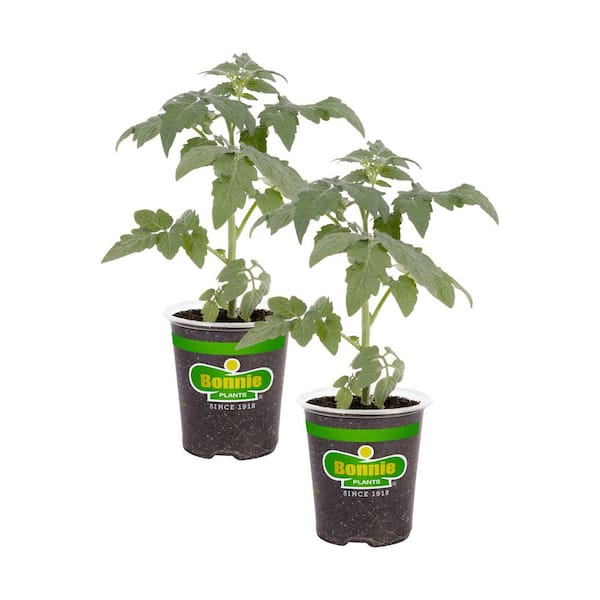 19.3 Park's Whopper Improved Tomato Plant (2-Pack)