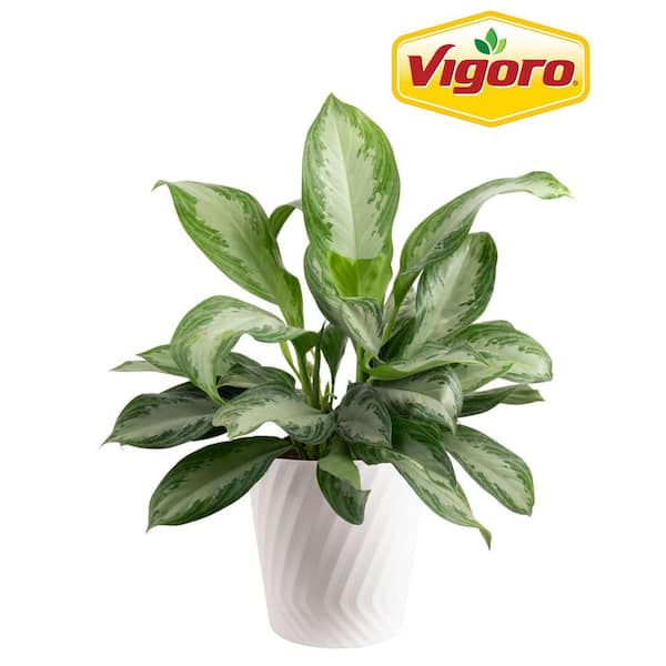 Vigoro Grower's Choice Aglaonema Indoor Plant in 10 in. White Decor Pot, Avg. Shipping Height 2-3 ft. Tall