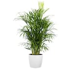United Nursery Areca Palm Live Dypsis lutescens Indoor Outdoor Plant in 10  inch Premium Sustainable Ecopots Pure White Pot APALM10PW - The Home Depot