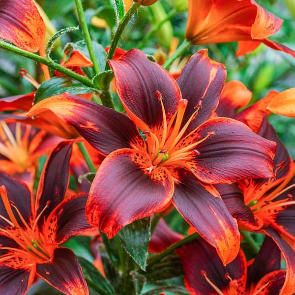 Breck's Forever Susan Asiatic Lily Bulbs, Orange Colored Flowers (3-Pack)