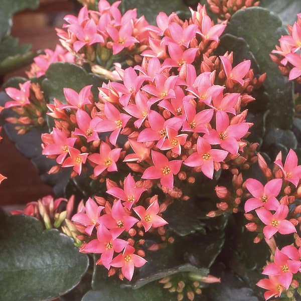 Vigoro 1.5 PT Kalanchoe 'Nina' Pink Annual Plant