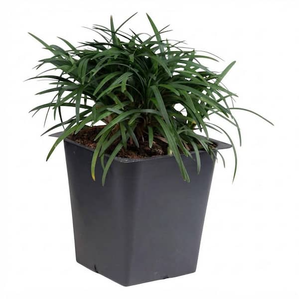 Dwarf Mondo Grass 3 1/4 in. Pots (18-Pack) - Groundcover Plant