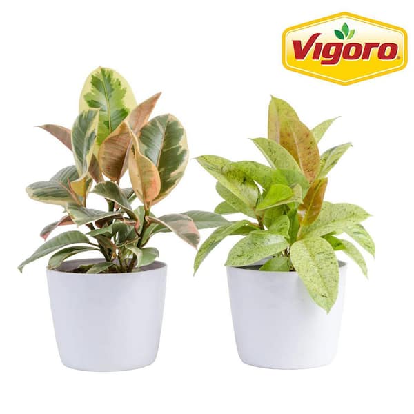 Grower's Choice Ficus Plant in 6in. White Decor Pot, Avg. Shipping Height 1-2 ft. Tall (2 Pack)