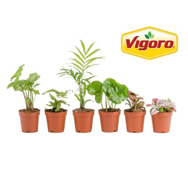 Vigoro Grower's Choice Mini Assorted Foliage Plants in 2.5 in. Grower's Pot, Avg. Shipping Height 4 in. Tall (6-Pack)
