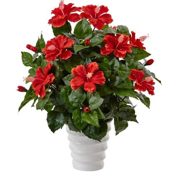 BELL NURSERY 3 Gal. Flowering Hibiscus Premium Standard Shrub