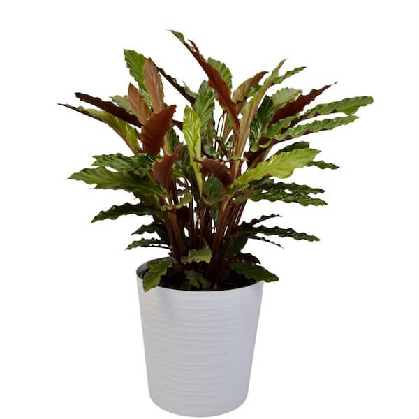 green stalk planter GreenStalk LEAF Vertical Planter