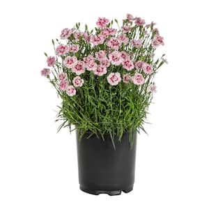 2.5 Qt. Starburst Pink and Red Dianthus Plant