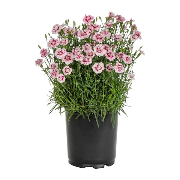 METROLINA GREENHOUSES 2.5 Qt. Starburst Pink and Red Dianthus Plant