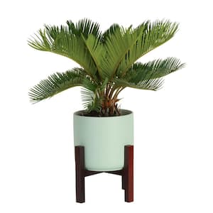 Cycas Revoluta Sago Palm Indoor Plant in 6 in. Two-Tone Ceramic Planter, Avg. Shipping Height 1-2 ft. Tall