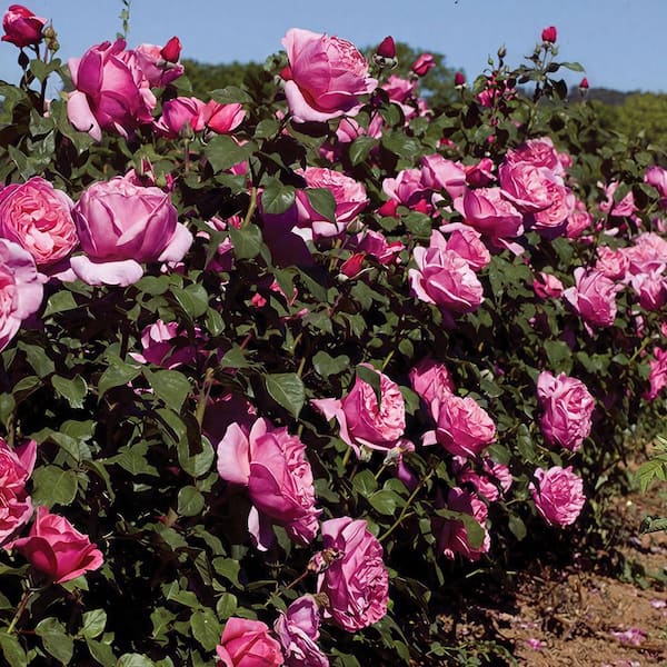 BLOOMABLES Bareroot Scentables Dee-Lish Hybrid Tea Rose Bush with