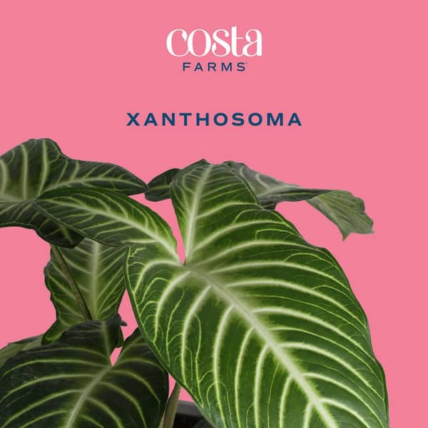 Costa Farms Trending Tropical Xanthosoma Indoor Plant in 6 in