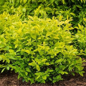 4 in. Pot Golden Vicary Privent, Live Deciduous Flowering Shrub (1-Pack)