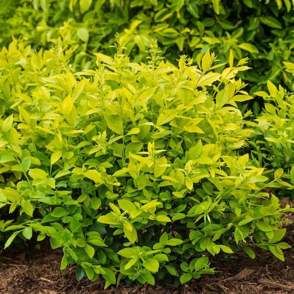 Spring Hill Nurseries 1 Gal. Pot, Golden Vicary Privet Potted Deciduous Flowering Shrub (1-Pack)