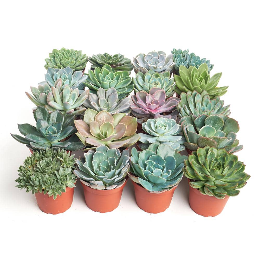 4 in. Rosette Succulent Collection Succulent (Collection of 40) price history on PriceWatchPro
