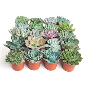 4 in. Rosette Succulent Collection Succulent (Collection of 40)