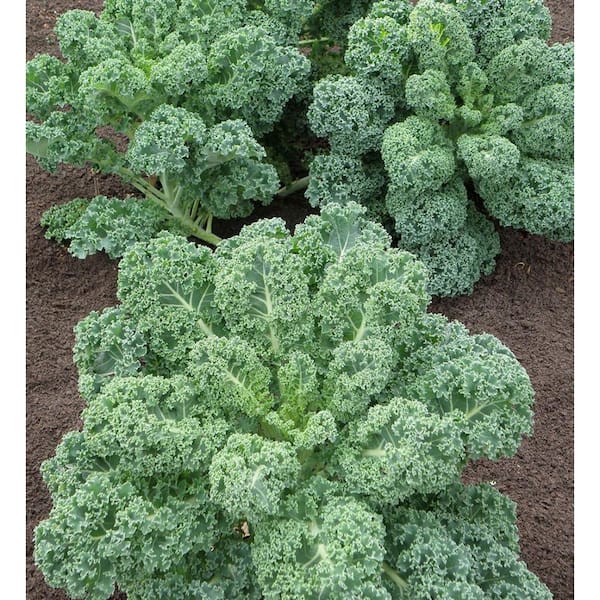 19 oz. Organic Curly Kale Plant
