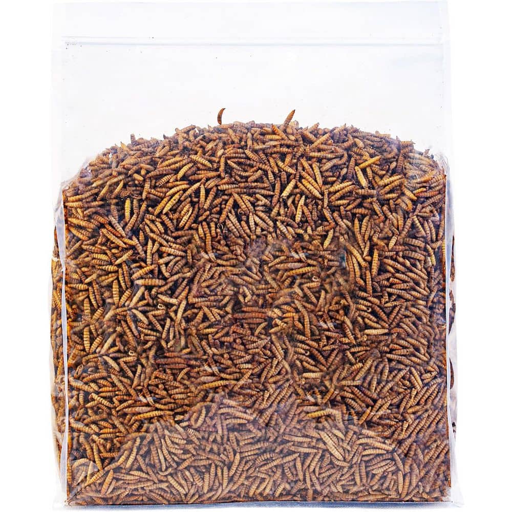 Dried Black Soldier Fly Larvae 5 lbs. Natural Non-GMO High Calcium Chicken Feed Rich Protein Treat price history on PriceWatchPro