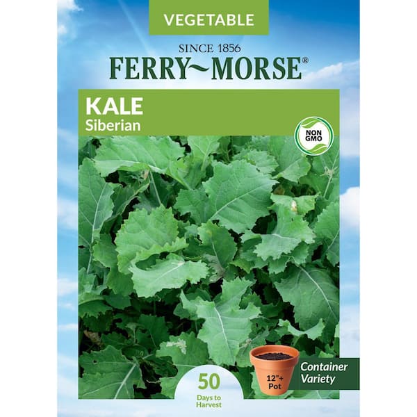 Kale Siberian Vegetable Seeds
