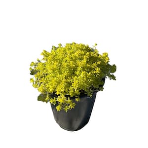 Live Gold Moss Sedum Planters in Separate in Pots Pet-Safe (3-Pack)