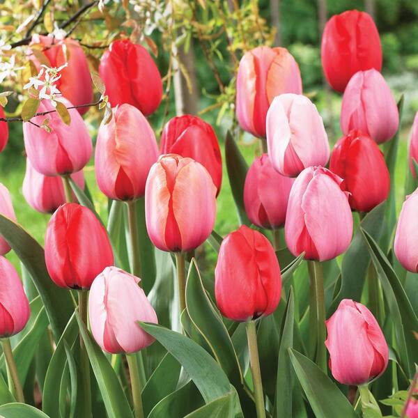 DIRECT GARDENING Impression Darwin Hybrid Perennial Tulip Mixture ...