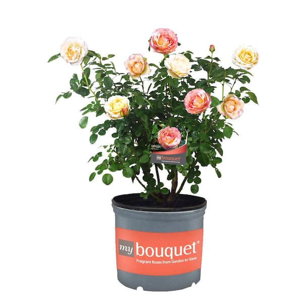 My Bouquet 2 Gal. Euphoria Rose with Creamy Apricot Flowers