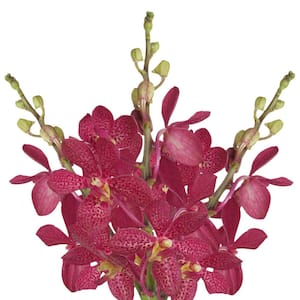 70 Red Robin Mokara Orchid Flowers- Fresh Flower Delivery