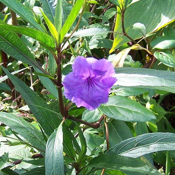 GIVHANDYS INC 4 in. Blue Bell Aquatic Bog/Marginal Pond Plant