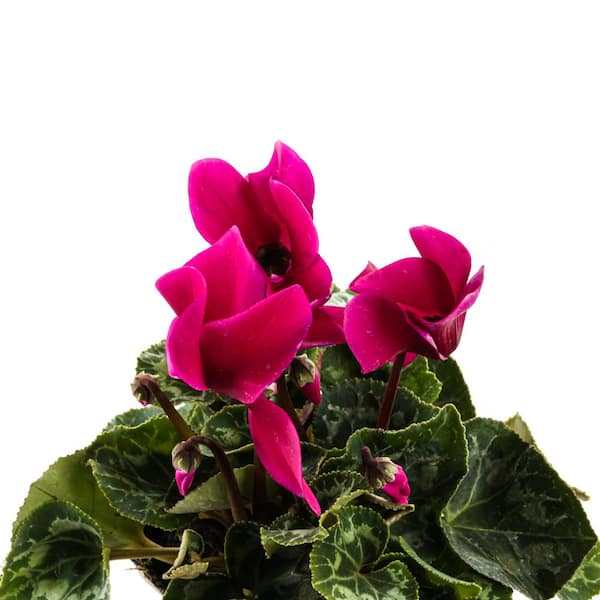 1.21-Pint Purple Cyclamen Latinia in 4 in. Pot (2-Pack) CYCLATPP1