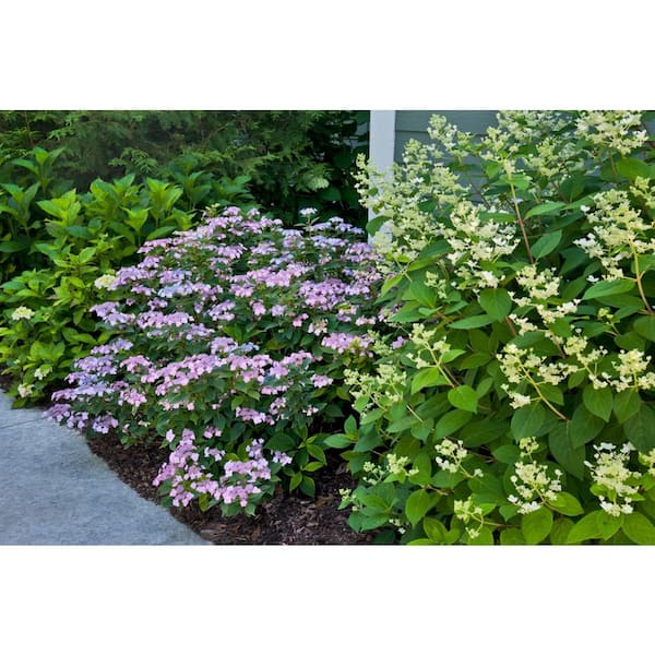 3 Gal. Tuff Stuff Ah-Ha Hydrangea Serrata Live Flowering Shrub; Reblooming Pink or Blue Flowers
