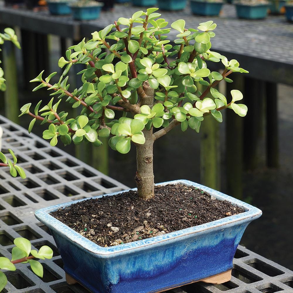 Medium Dwarf Jade Bonsai in Black Planter