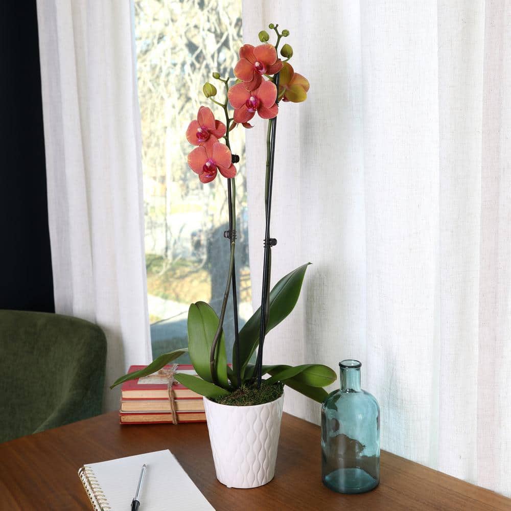Salmon Orchid in White Ceramic Pot, 30-inch Indoor Plant