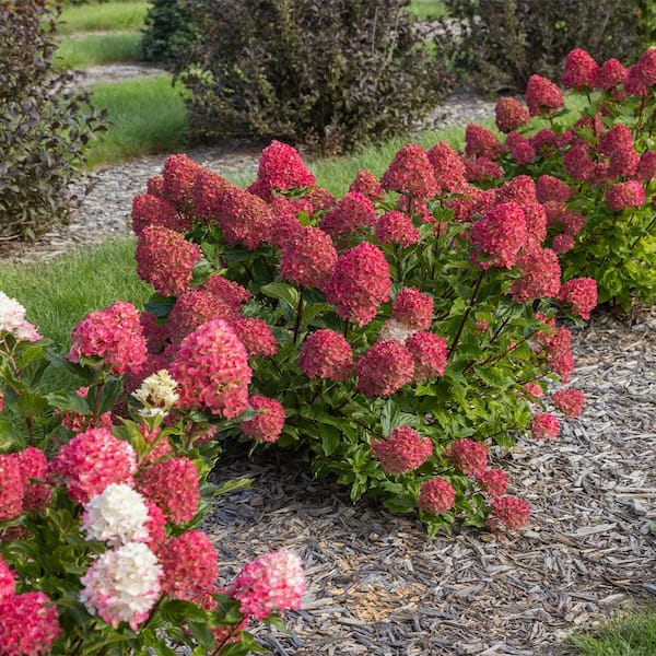 FIRST EDITIONS 2 Gal. Spring Sizzle Hydrangea Shrub in Decorative
