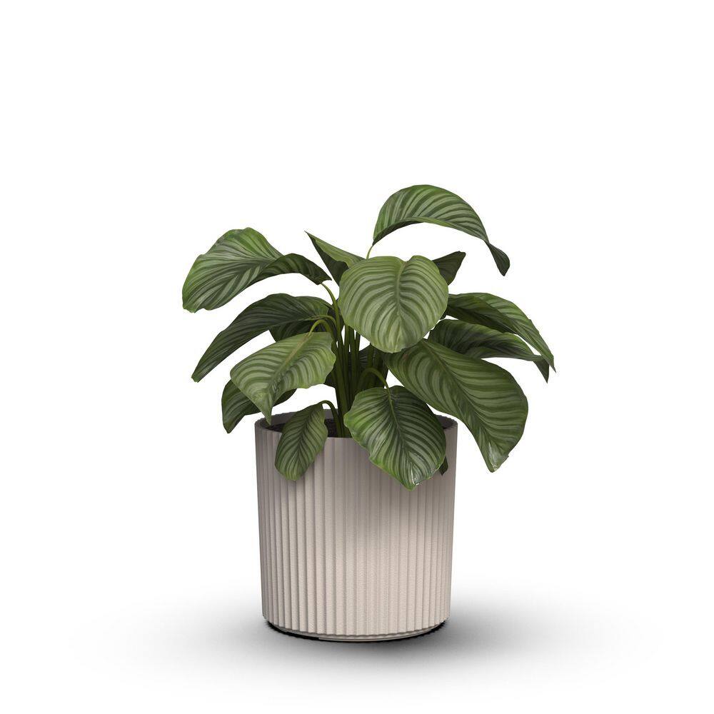 Serene 3 Gal. Chai Plastic Indoor/Outdoor Planter with Drainage Holes (10 in. W x 10 in. H) price history on PriceWatchPro