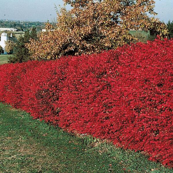 Spring Hill Nurseries 1 Gal. Pot, Burning Bush Euonymus Shrub, Fall Red Foliage Potted Plant (1-Pack)
