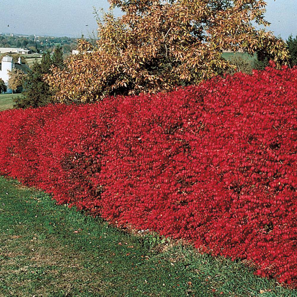 1 Gal. Pot, Burning Bush Potted Deciduous Shrub (1-Pack) price history on PriceWatchPro