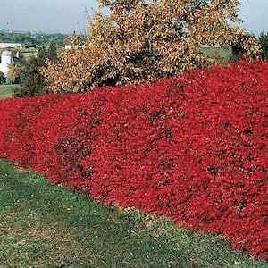 2.5 qt. Burning Bush (Euonymus), Live Deciduous Plant, White Flowers with Green Foliage that turns Red in Fall (1-Pack)