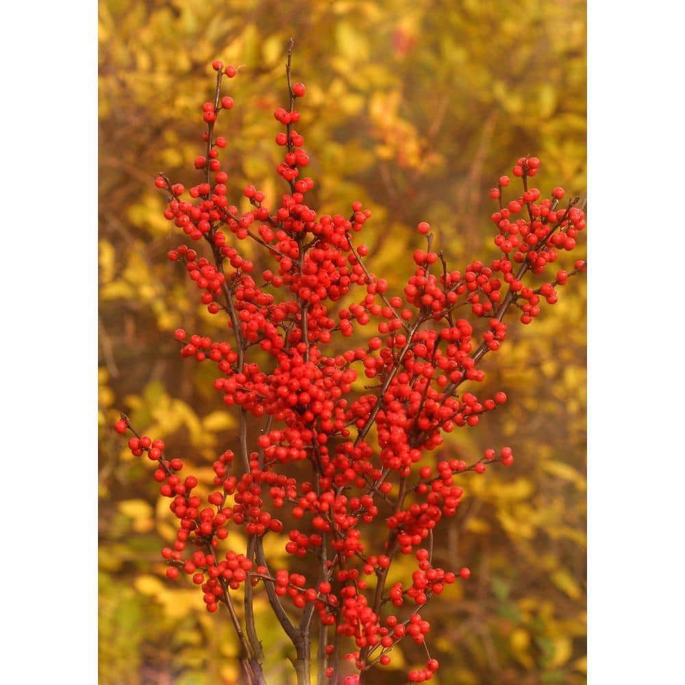 proven-winners-shrubs-bushes-